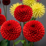Variety of Colorful Dahlias